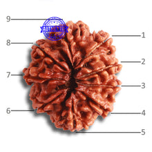 Load image into Gallery viewer, 9 Mukhi Nepalese Rudraksha - Bead No. 379
