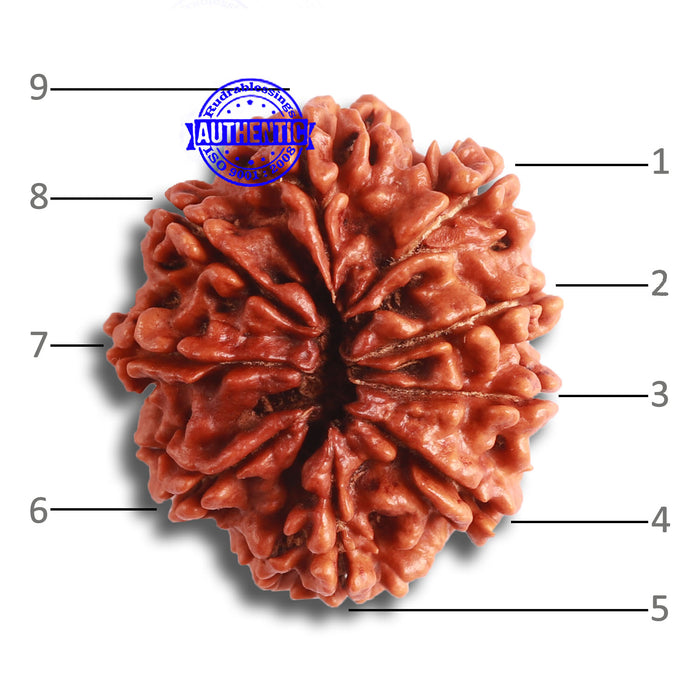 9 Mukhi Nepalese Rudraksha - Bead No. 379