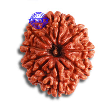 Load image into Gallery viewer, 9 Mukhi Nepalese Rudraksha - Bead No. 379
