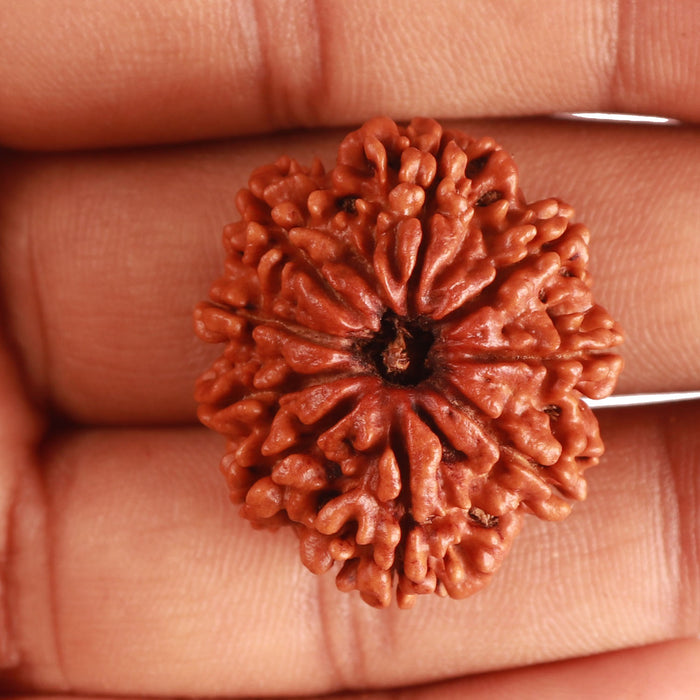 9 Mukhi Nepalese Rudraksha - Bead No. 379