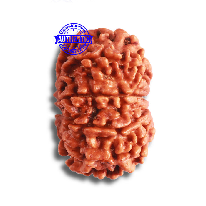 9 Mukhi Nepalese Rudraksha - Bead No. 379
