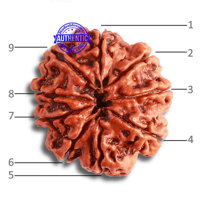 9 Mukhi Nepalese Rudraksha - Bead No. 380