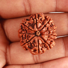 Load image into Gallery viewer, 9 Mukhi Nepalese Rudraksha - Bead No. 380
