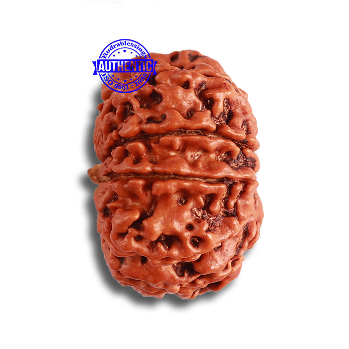 9 Mukhi Nepalese Rudraksha - Bead No. 380
