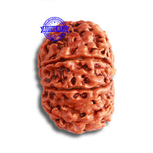 Load image into Gallery viewer, 9 Mukhi Nepalese Rudraksha - Bead No. 380
