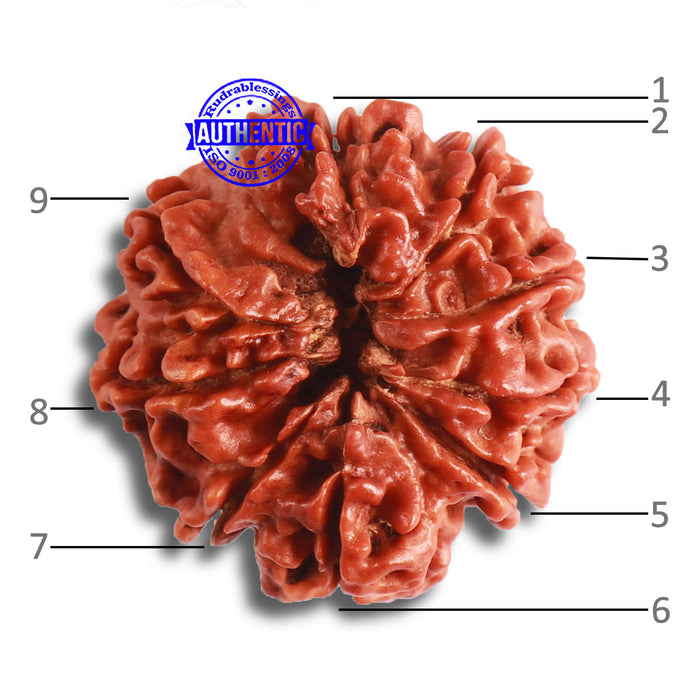 9 Mukhi Nepalese Rudraksha - Bead No. 381