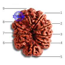 Load image into Gallery viewer, 9 Mukhi Nepalese rudraksha - Bead No. 382
