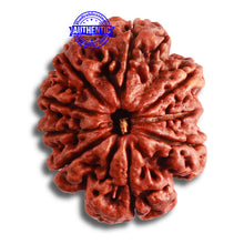 Load image into Gallery viewer, 9 Mukhi Nepalese rudraksha - Bead No. 382
