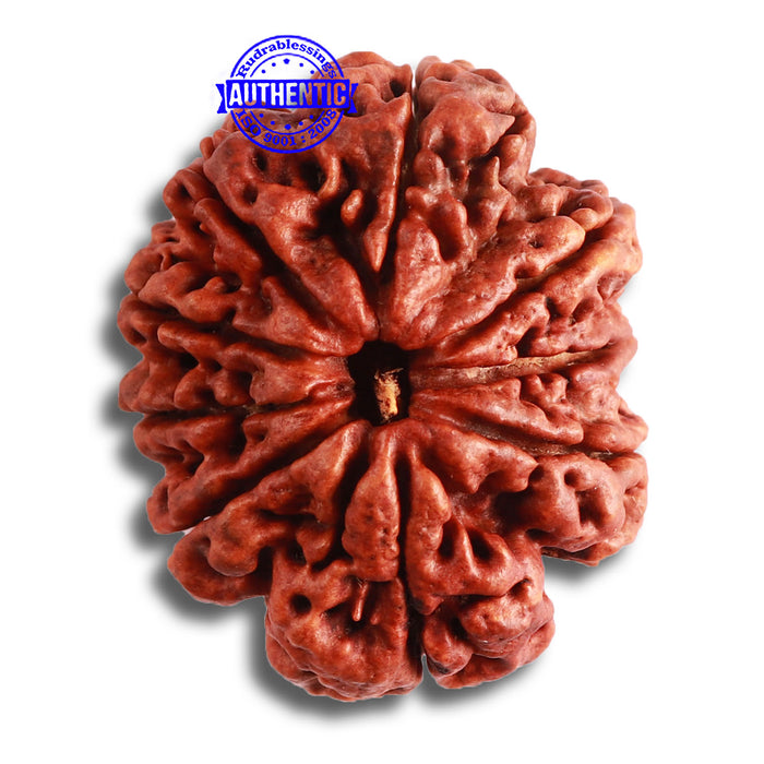 9 Mukhi Nepalese rudraksha - Bead No. 382