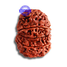 Load image into Gallery viewer, 9 Mukhi Nepalese rudraksha - Bead No. 382
