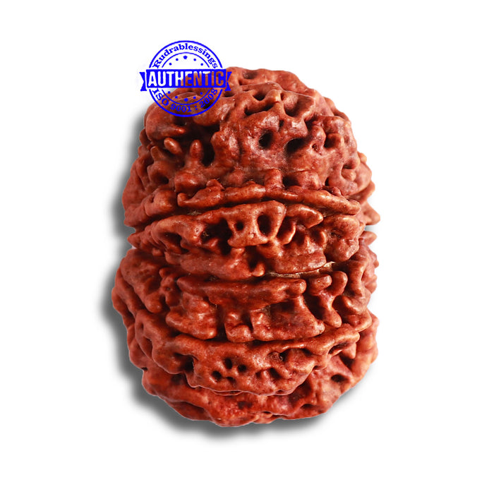 9 Mukhi Nepalese rudraksha - Bead No. 382