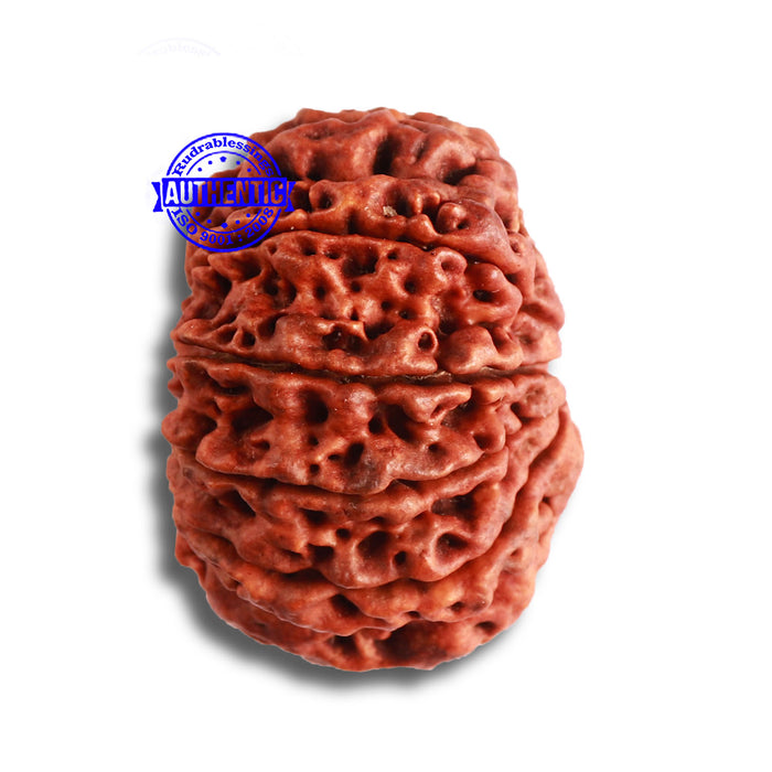 9 Mukhi Nepalese rudraksha - Bead No. 382