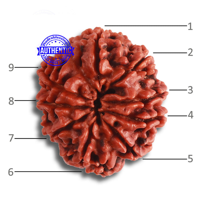 9 Mukhi Nepalese Ganesh - Bead No. 384