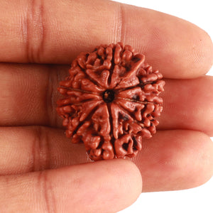 9 Mukhi Nepalese Ganesh - Bead No. 384