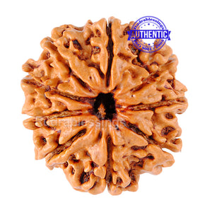9 Mukhi Nepalese Rudraksha - Bead No. 52