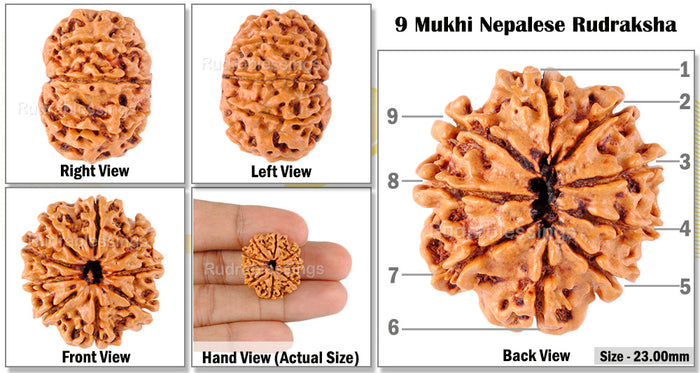 9 Mukhi Nepalese Rudraksha - Bead No. 52