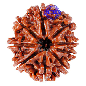 9 Mukhi Nepalese Rudraksha - Bead No. 53