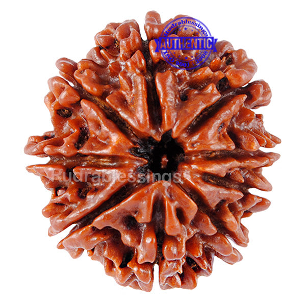 9 Mukhi Nepalese Rudraksha - Bead No. 53