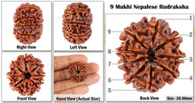 Load image into Gallery viewer, 9 Mukhi Nepalese Rudraksha - Bead No. 53
