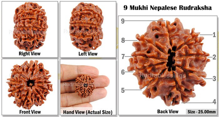 9 Mukhi Nepalese Rudraksha - Bead No. 58