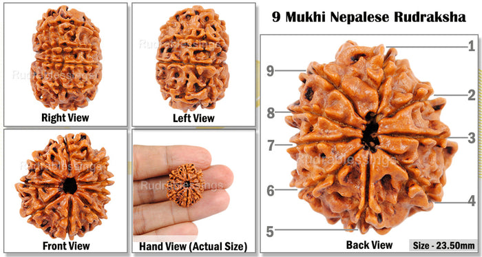 9 Mukhi Nepalese Rudraksha - Bead No. 81