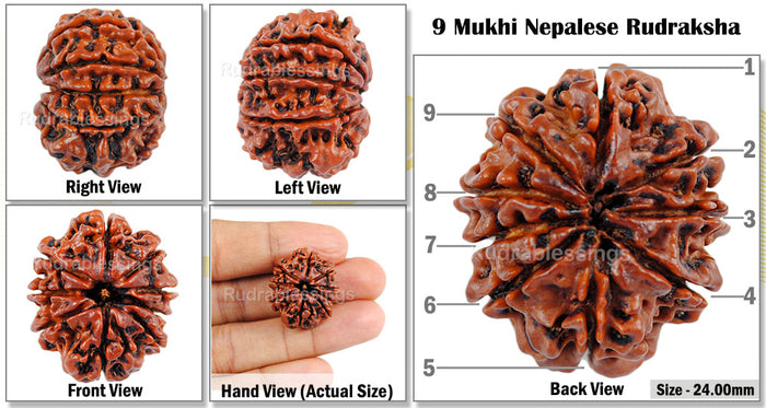 9 Mukhi Nepalese Rudraksha - Bead No. 83