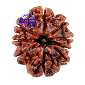 9 Mukhi Nepalese Rudraksha - Bead No. 83