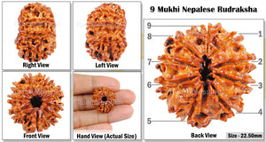 9 Mukhi Nepalese Rudraksha - Bead No. 9