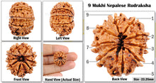 Load image into Gallery viewer, 9 Mukhi Nepalese Rudraksha - Bead No. 68
