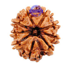 Load image into Gallery viewer, 9 Mukhi Nepalese Rudraksha - Bead No. 68
