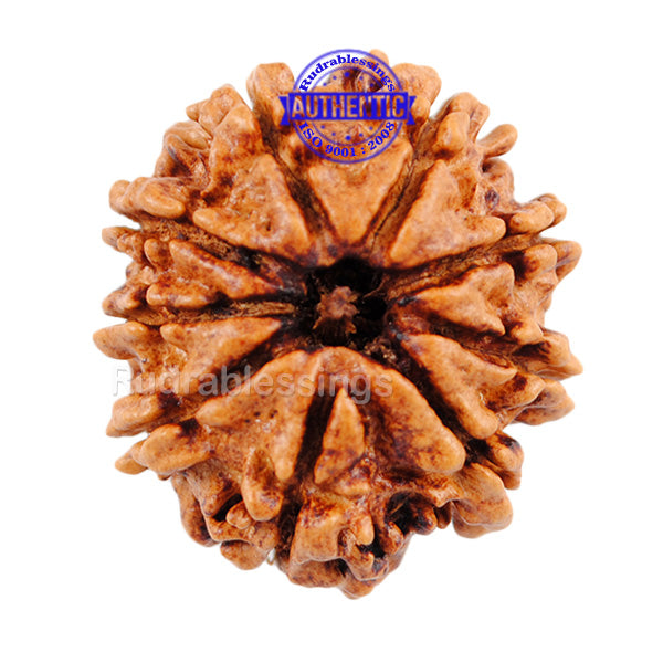 9 Mukhi Nepalese Rudraksha - Bead No. 68
