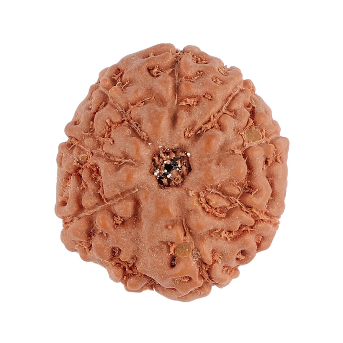 9 Mukhi Rudraksha from Indonesia - Bead No. 100