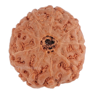 9 Mukhi Rudraksha from Indonesia - Bead No. 100