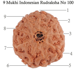 9 Mukhi Rudraksha from Indonesia - Bead No. 100