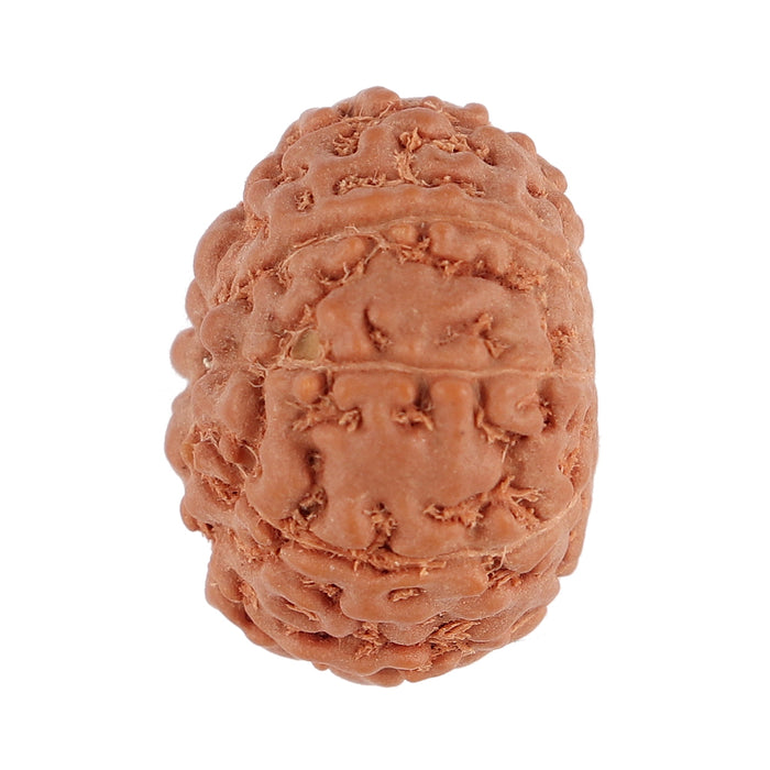 9 Mukhi Rudraksha from Indonesia - Bead No. 100