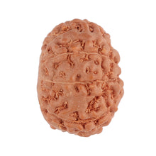 Load image into Gallery viewer, 9 Mukhi Rudraksha from Indonesia - Bead No. 100
