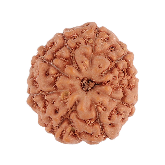9 Mukhi Rudraksha from Indonesia - Bead No. 101