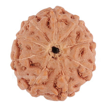 Load image into Gallery viewer, 9 Mukhi Rudraksha from Indonesia - Bead No. 101
