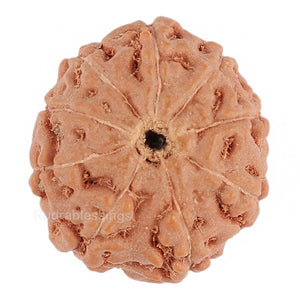 9 Mukhi Rudraksha from Indonesia - Bead No. 101