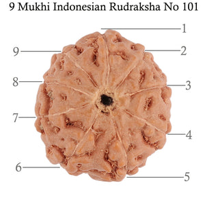 9 Mukhi Rudraksha from Indonesia - Bead No. 101