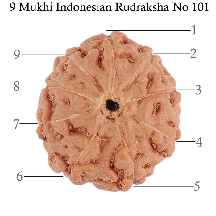 9 Mukhi Rudraksha from Indonesia - Bead No. 101