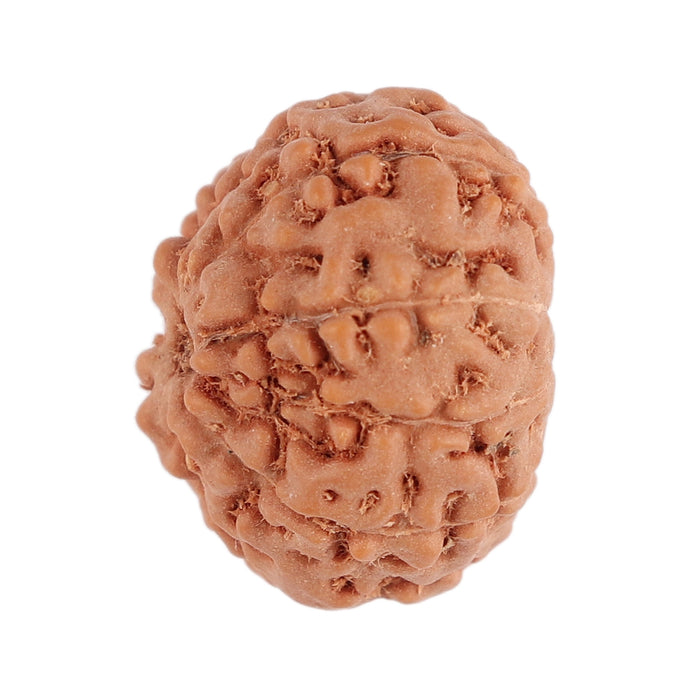 9 Mukhi Rudraksha from Indonesia - Bead No. 101