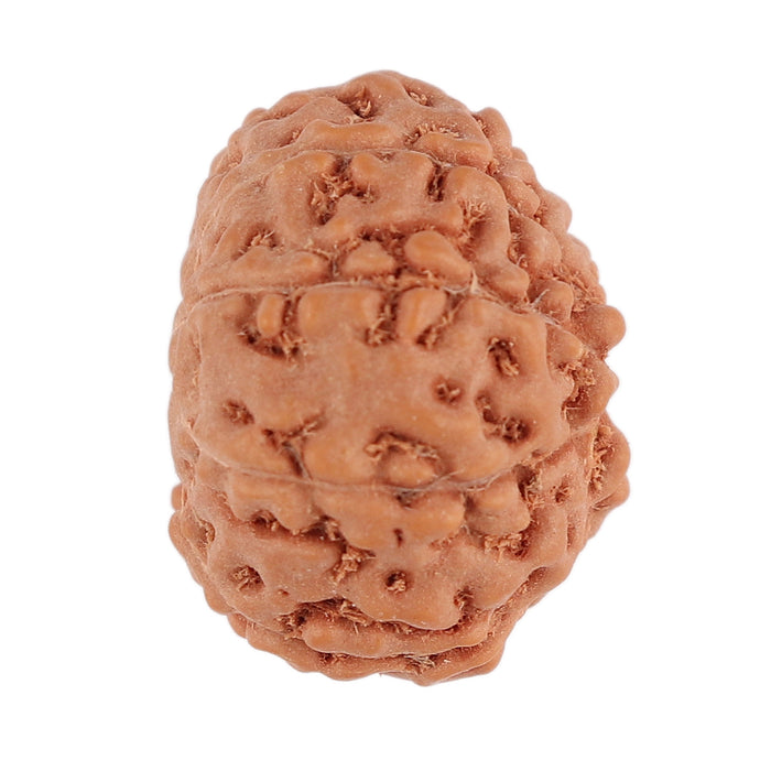 9 Mukhi Rudraksha from Indonesia - Bead No. 101