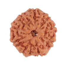 Load image into Gallery viewer, 9 Mukhi Rudraksha from Indonesia - Bead No. 109
