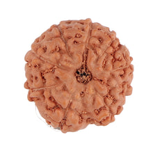 Load image into Gallery viewer, 9 Mukhi Rudraksha from Indonesia - Bead No. 110
