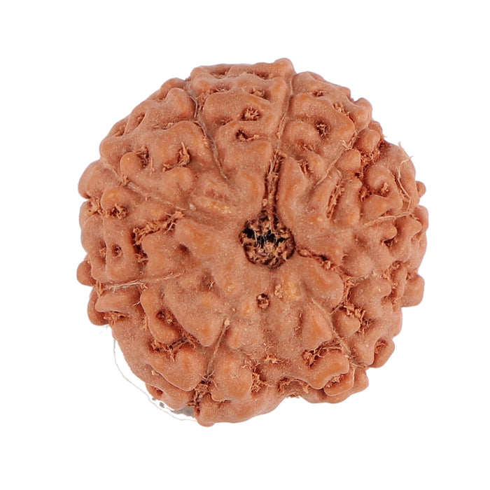 9 Mukhi Rudraksha from Indonesia - Bead No. 110