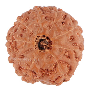 9 Mukhi Rudraksha from Indonesia - Bead No. 110