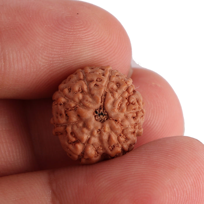 9 Mukhi Rudraksha from Indonesia - Bead No. 110