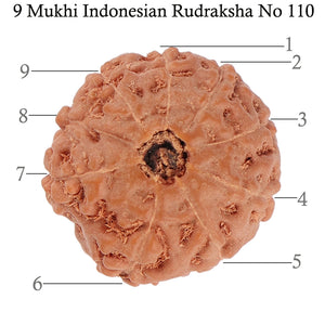 9 Mukhi Rudraksha from Indonesia - Bead No. 110