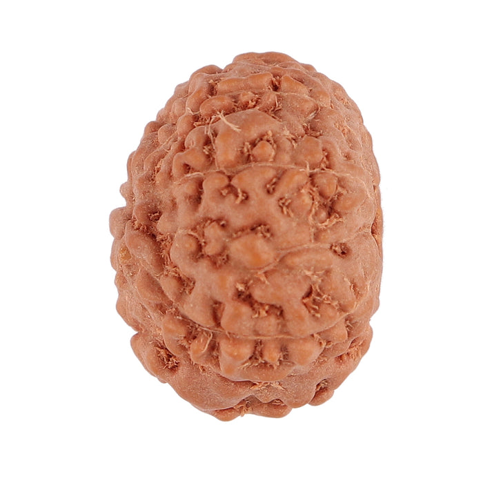 9 Mukhi Rudraksha from Indonesia - Bead No. 110